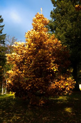 Quercus macranthera - dub velkokvětý - celek podzim